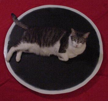 Bugdozer vs. a cat?