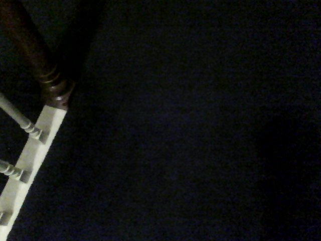 Pet was laying here visible