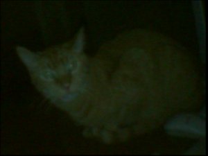 Video image captured without any external lighting, using only a miniature LED ring light from 3.5 feet away.