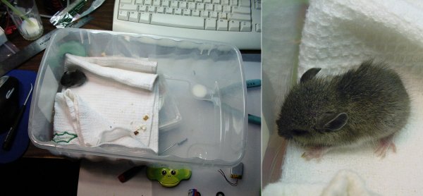 Rescued baby field mouse.