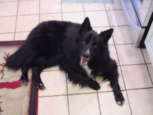 Border Collie dog named Oscar appreciates his 15 minutes of fame.